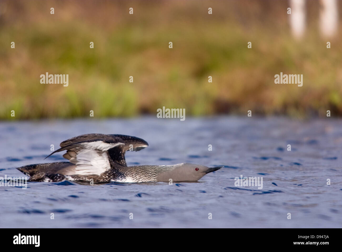 Red-throated loon in water, Sweden. Stock Photo