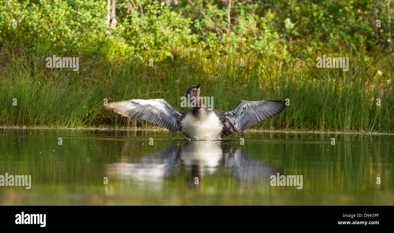 Red-throated loon in water, Sweden. Stock Photo