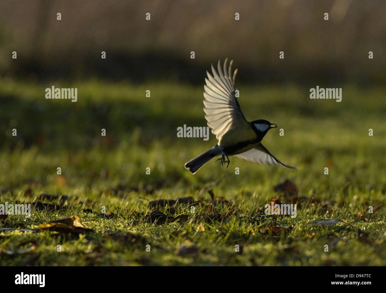 A titmouse, Sweden. Stock Photo
