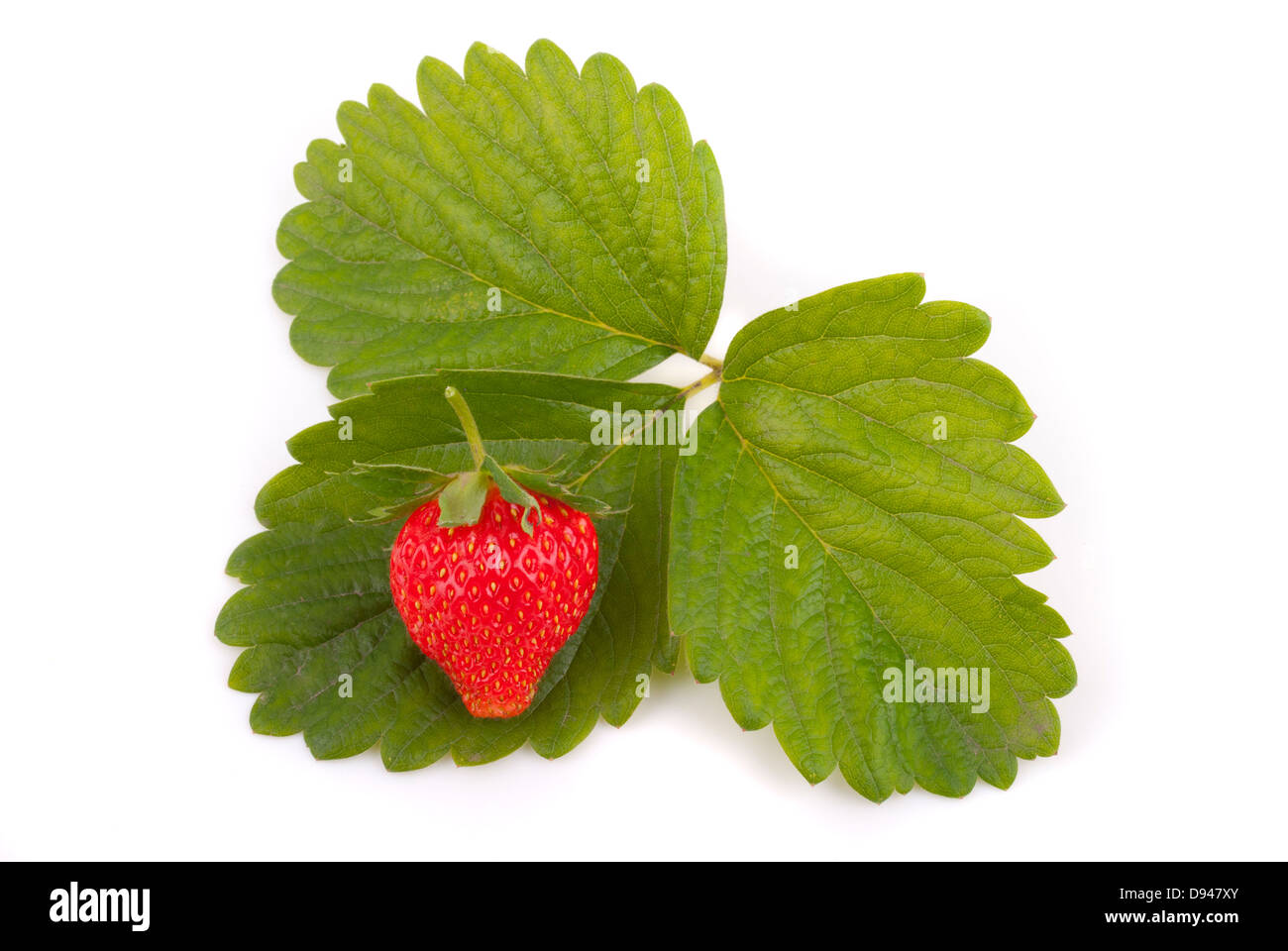 Strawberry with green leaves hi-res stock photography and images - Alamy