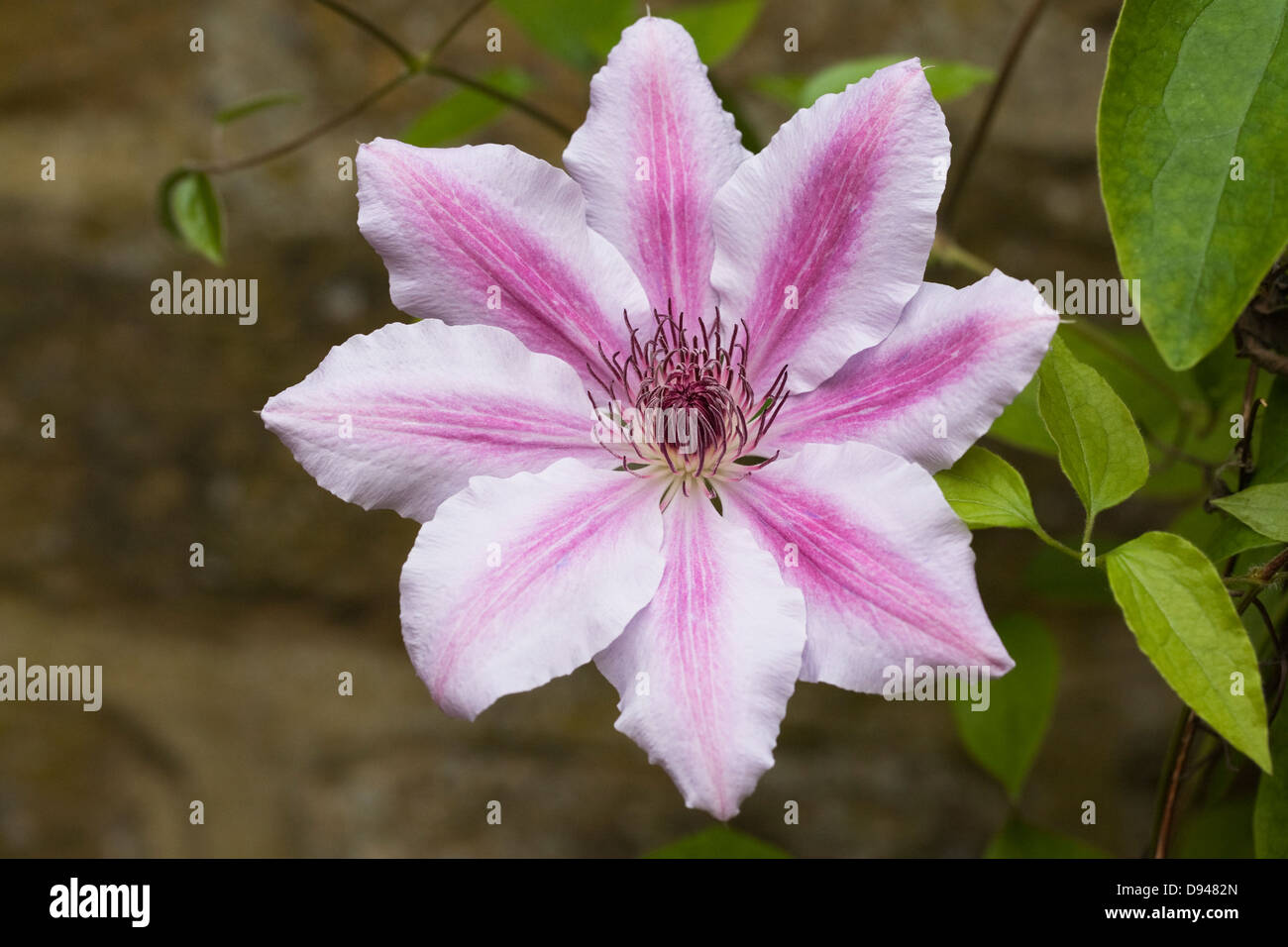 Clematis 'Nelly Moser' flower. Stock Photo