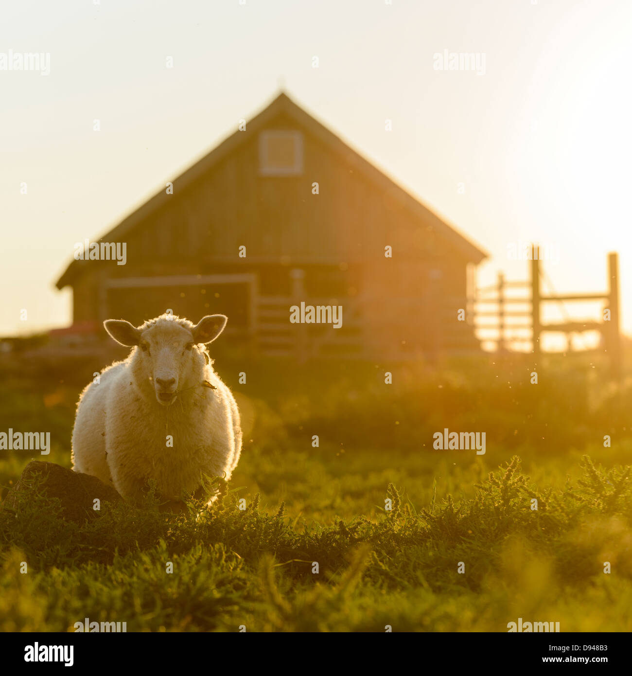 Sheep on meadow with wooden house in background Stock Photo - Alamy