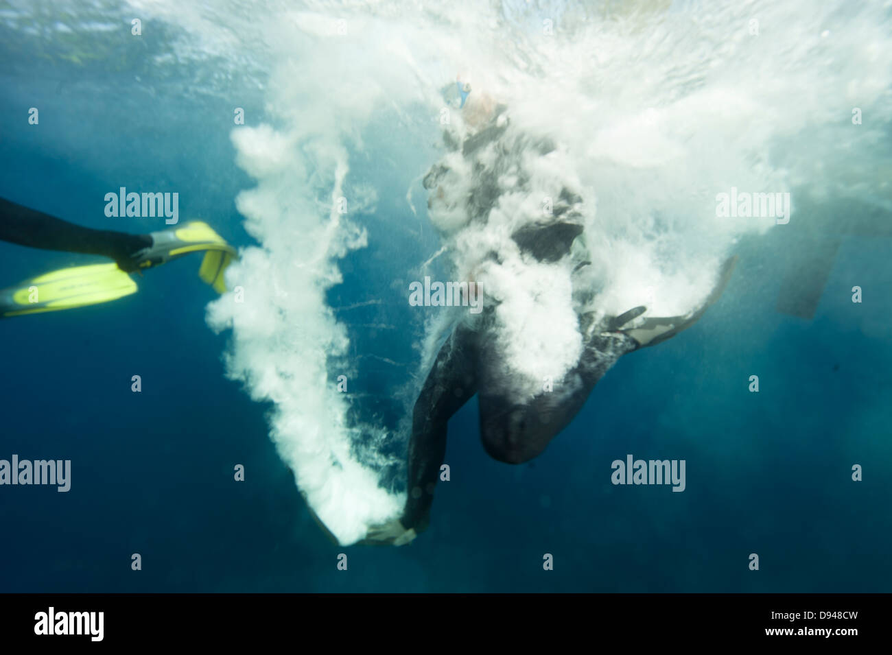 Diver jumping into water Stock Photo Alamy