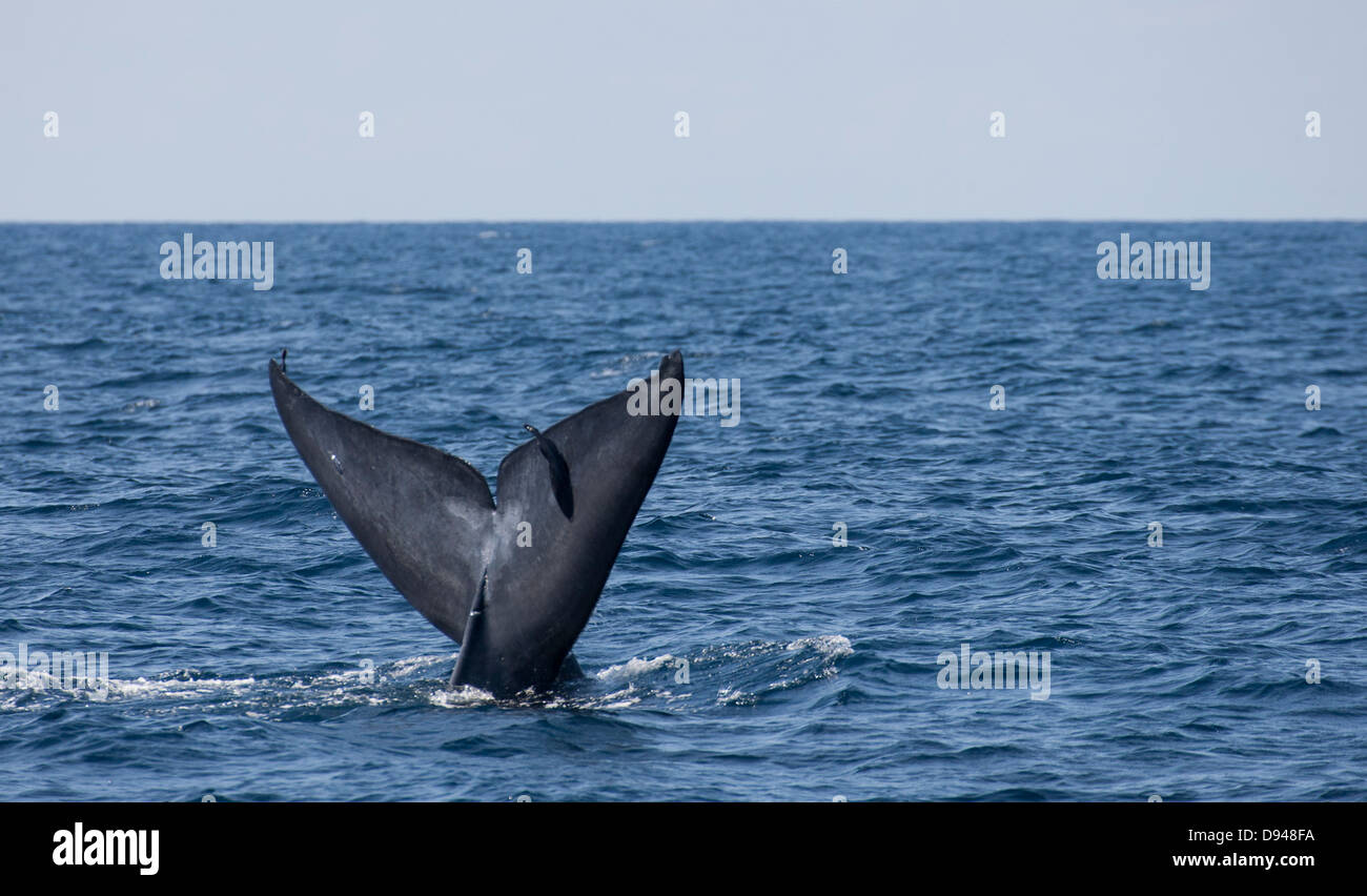 Blue whale tail Stock Photo Alamy