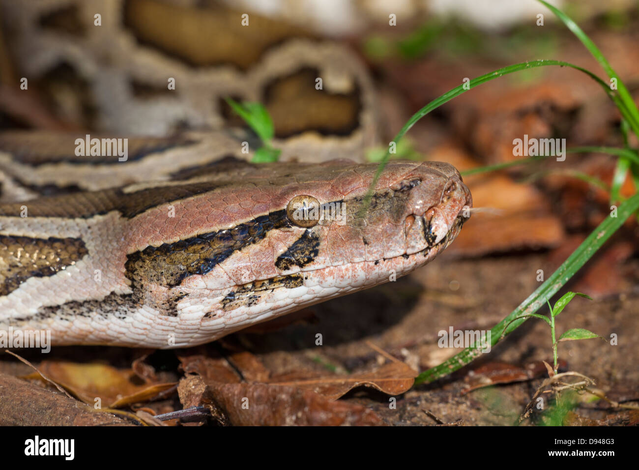 Python head head hi-res stock photography and images - Alamy