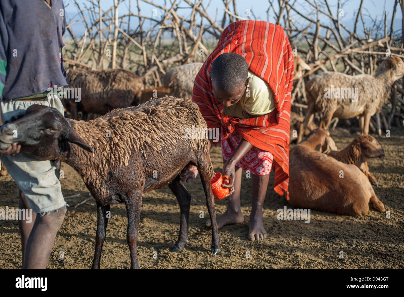 Maasai family herding goats in Kenya Stock Photo