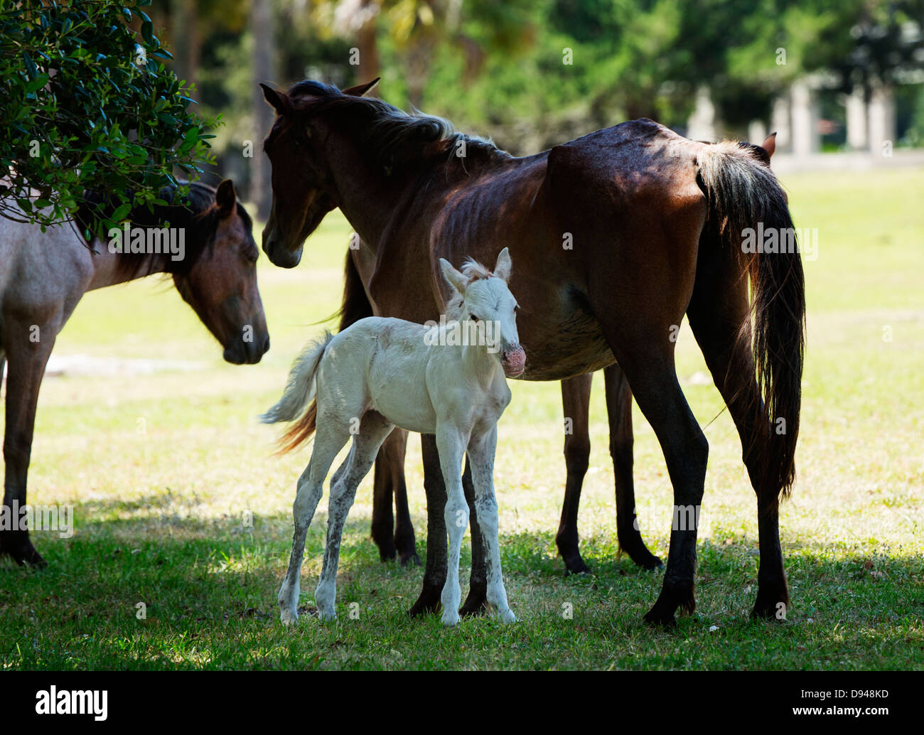 Foal with its mother, Cumberland Island, Georgia. Stock Photo