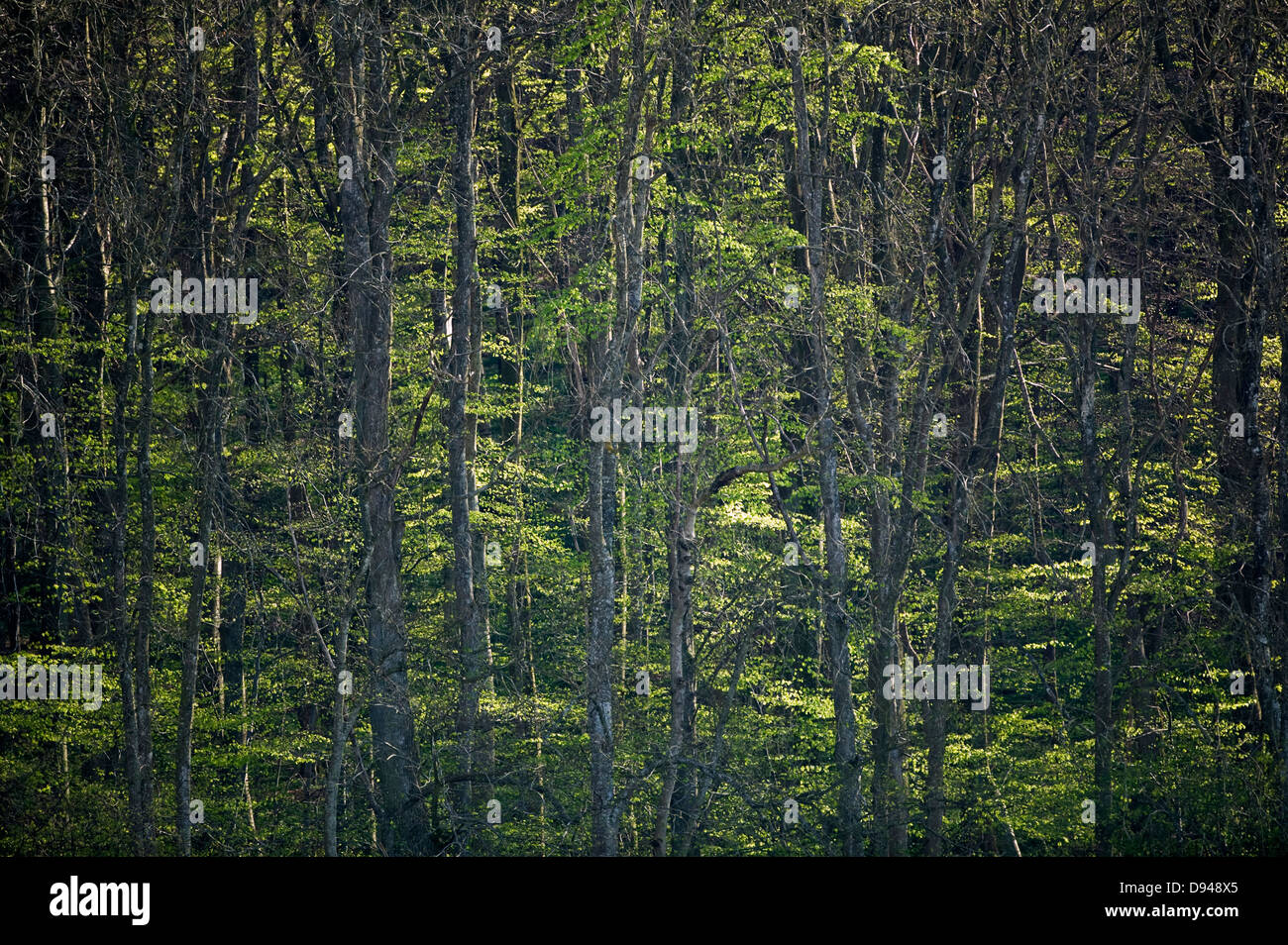 Forest, Skane, Sweden. Stock Photo