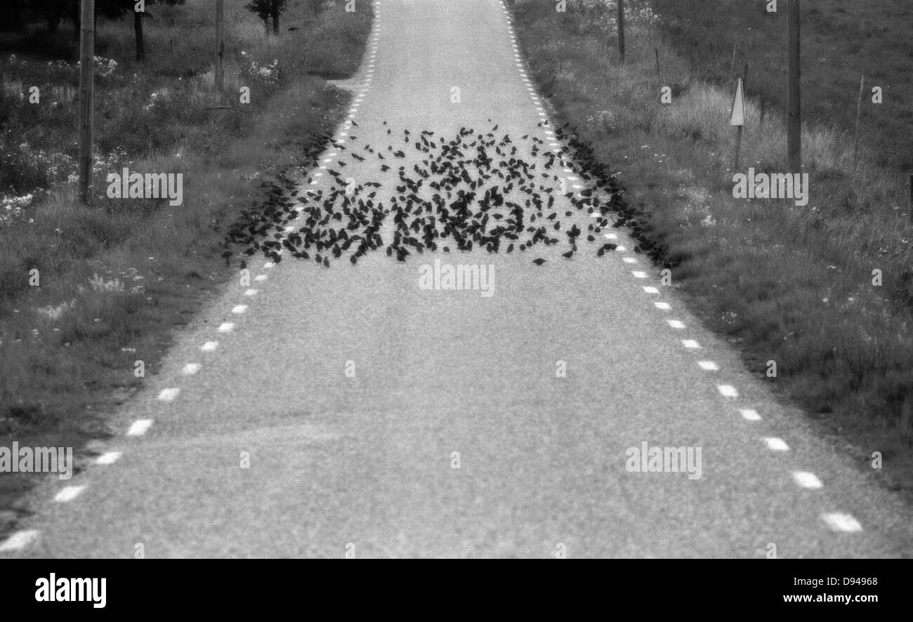 Cranes on a road Stock Photo Alamy