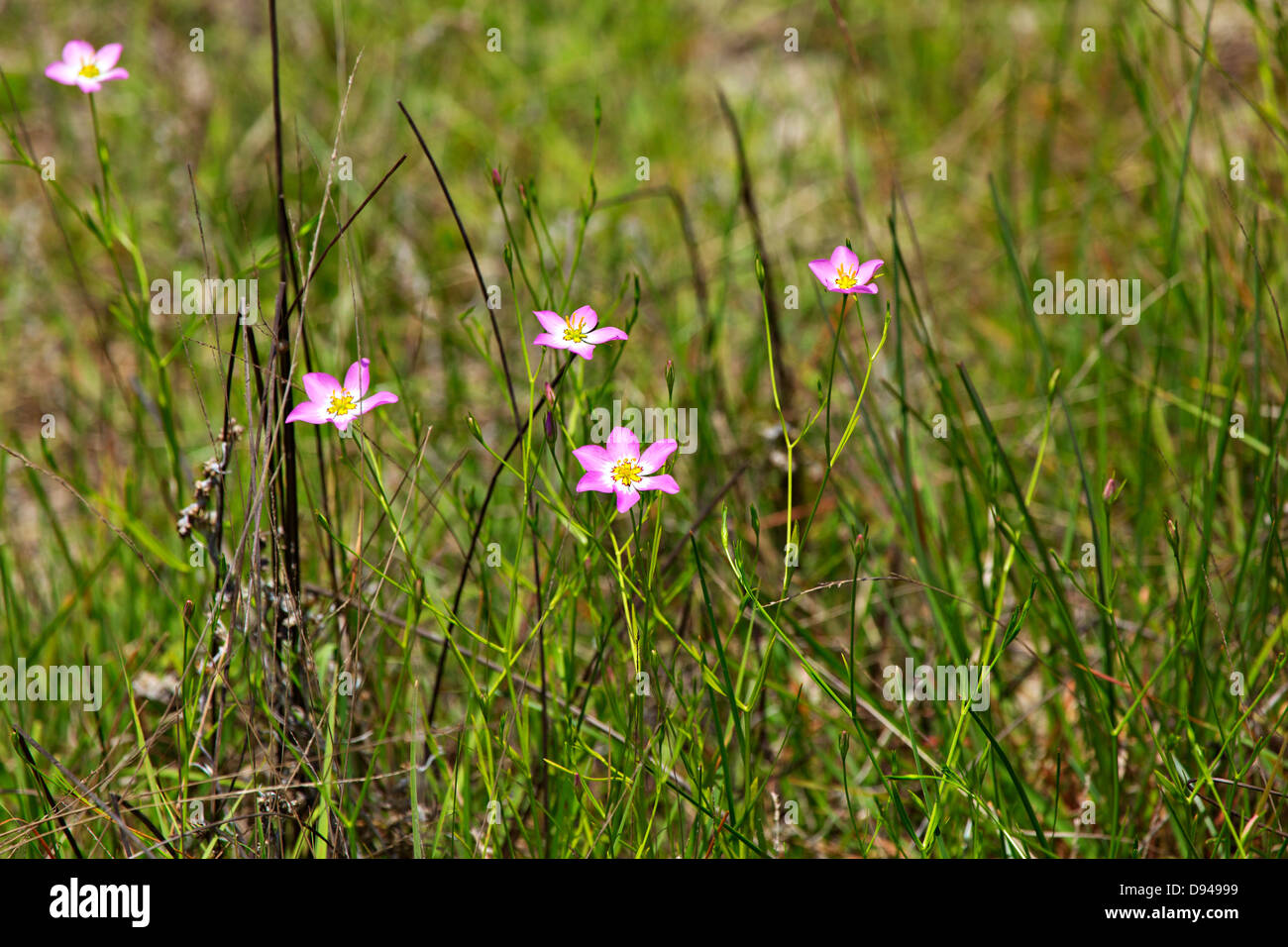 Saltmarsh Sabatia, Sabatia stellaris, growing on Cumberland Island, Georgia Stock Photo