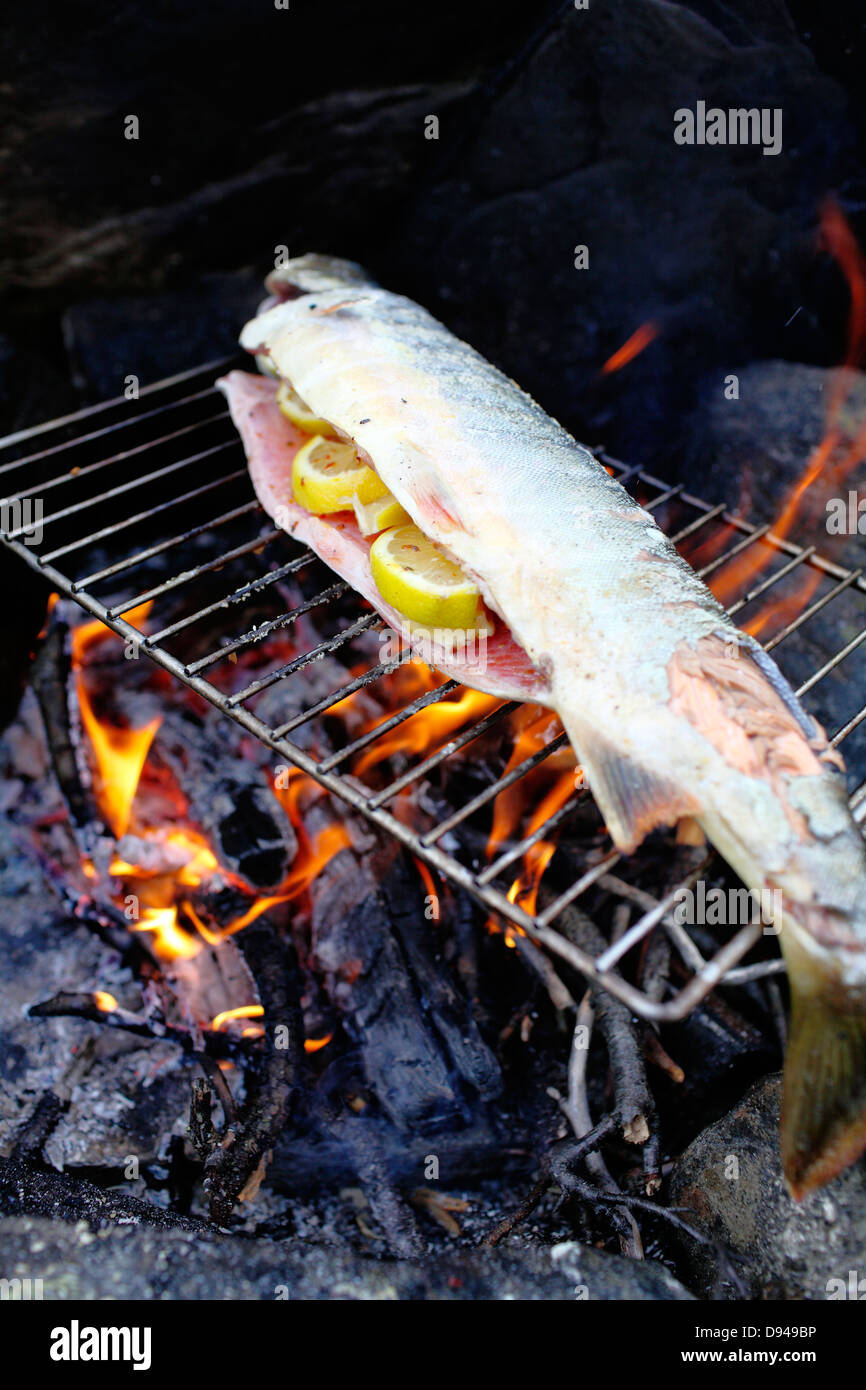 Arctic char grilling above open fire Stock Photo