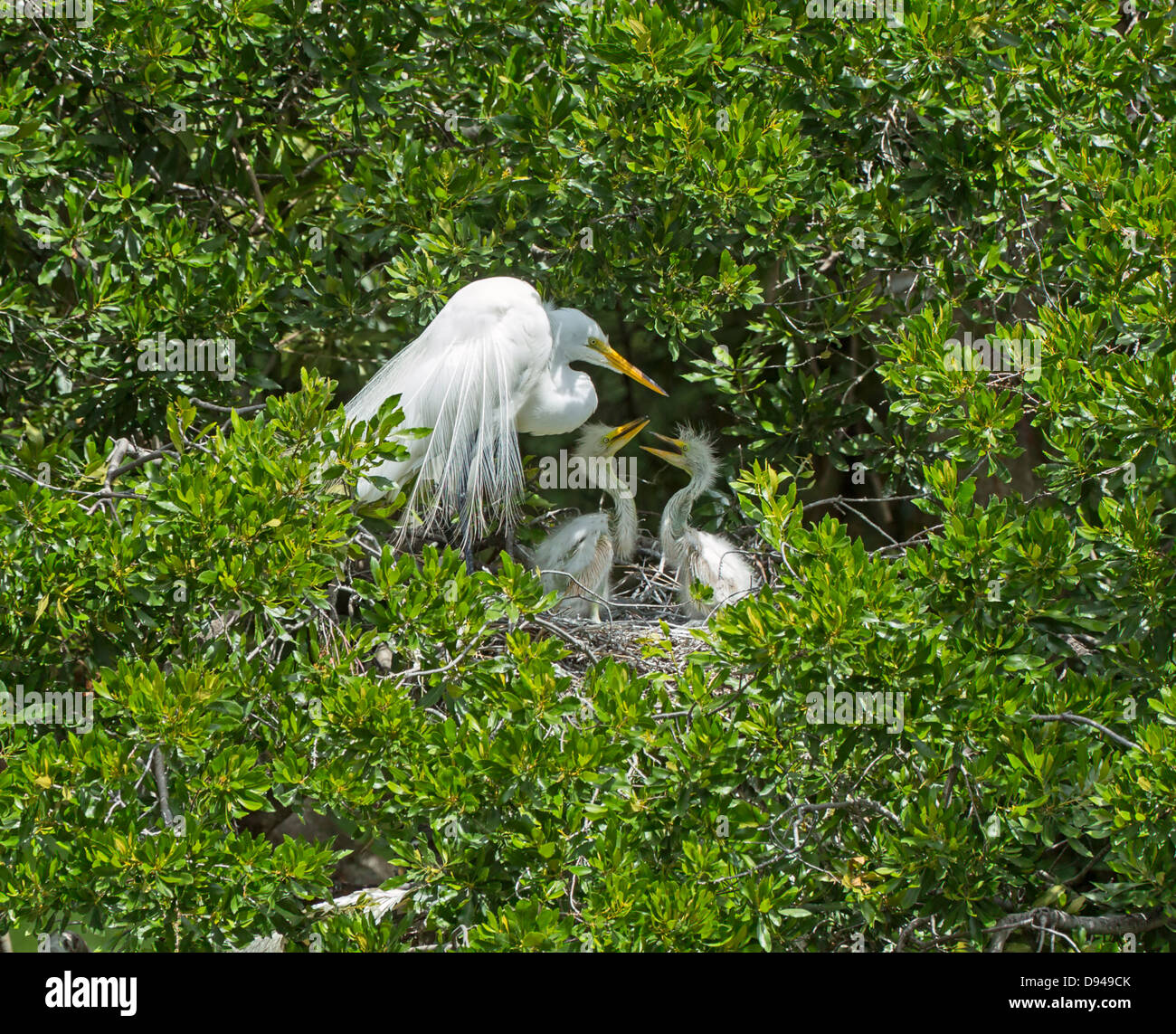 Hilton head island wildlife hires stock photography and images Alamy