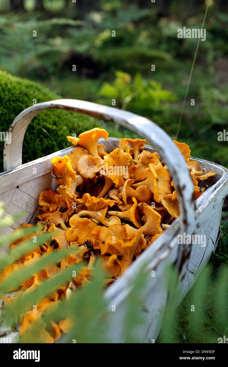 Basket with chanterelles Stock Photo Alamy