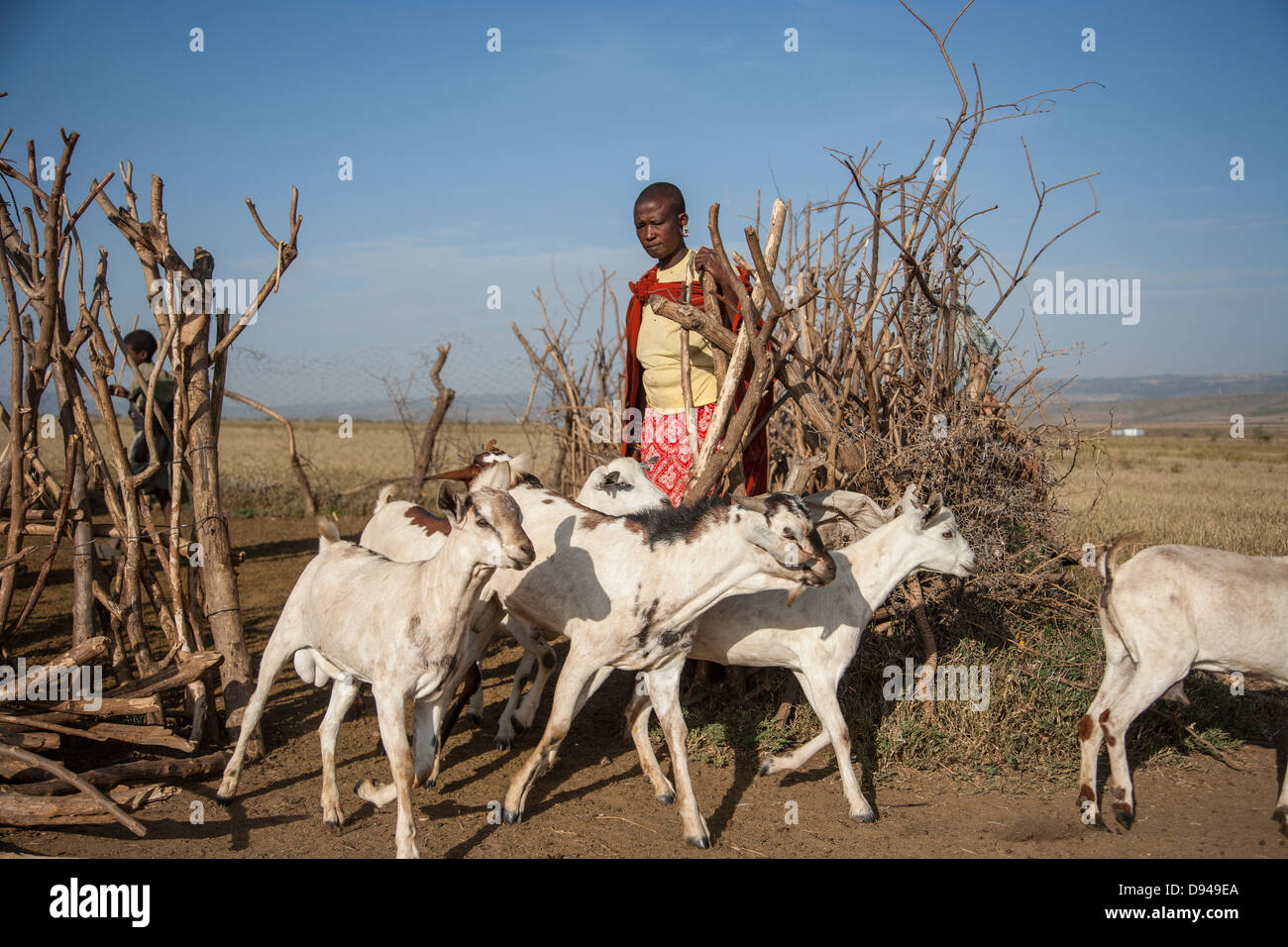 Maasai family in Rift Valley of Africa herding goats Stock Photo