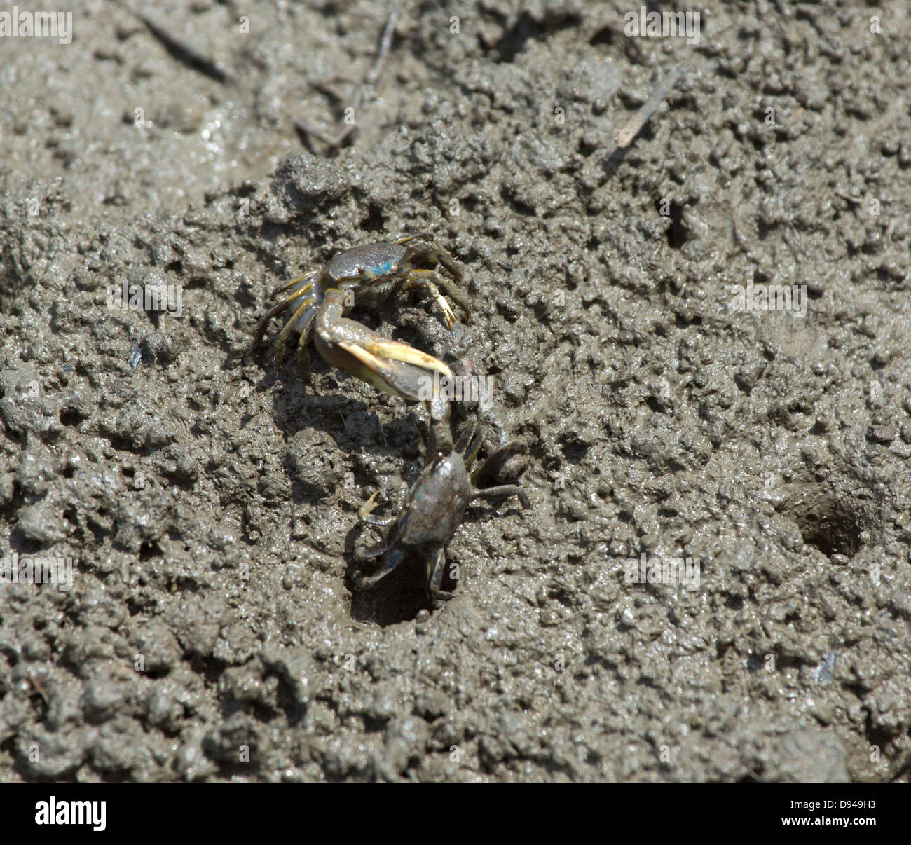 Atlantic Marsh Fiddler, Uca pugnax, males fighting over territory Stock Photo