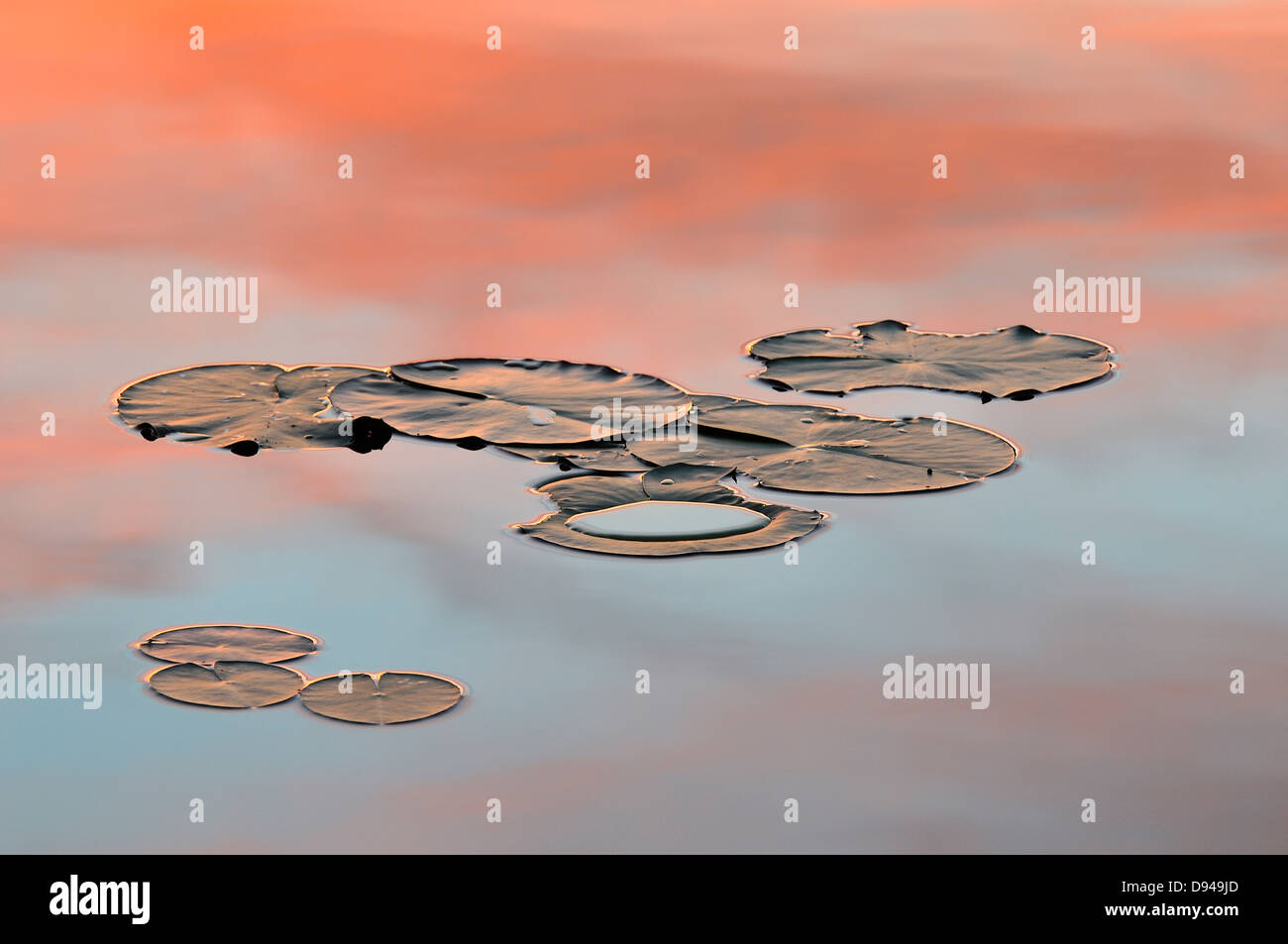 Water lily leaves floating on water Stock Photo - Alamy