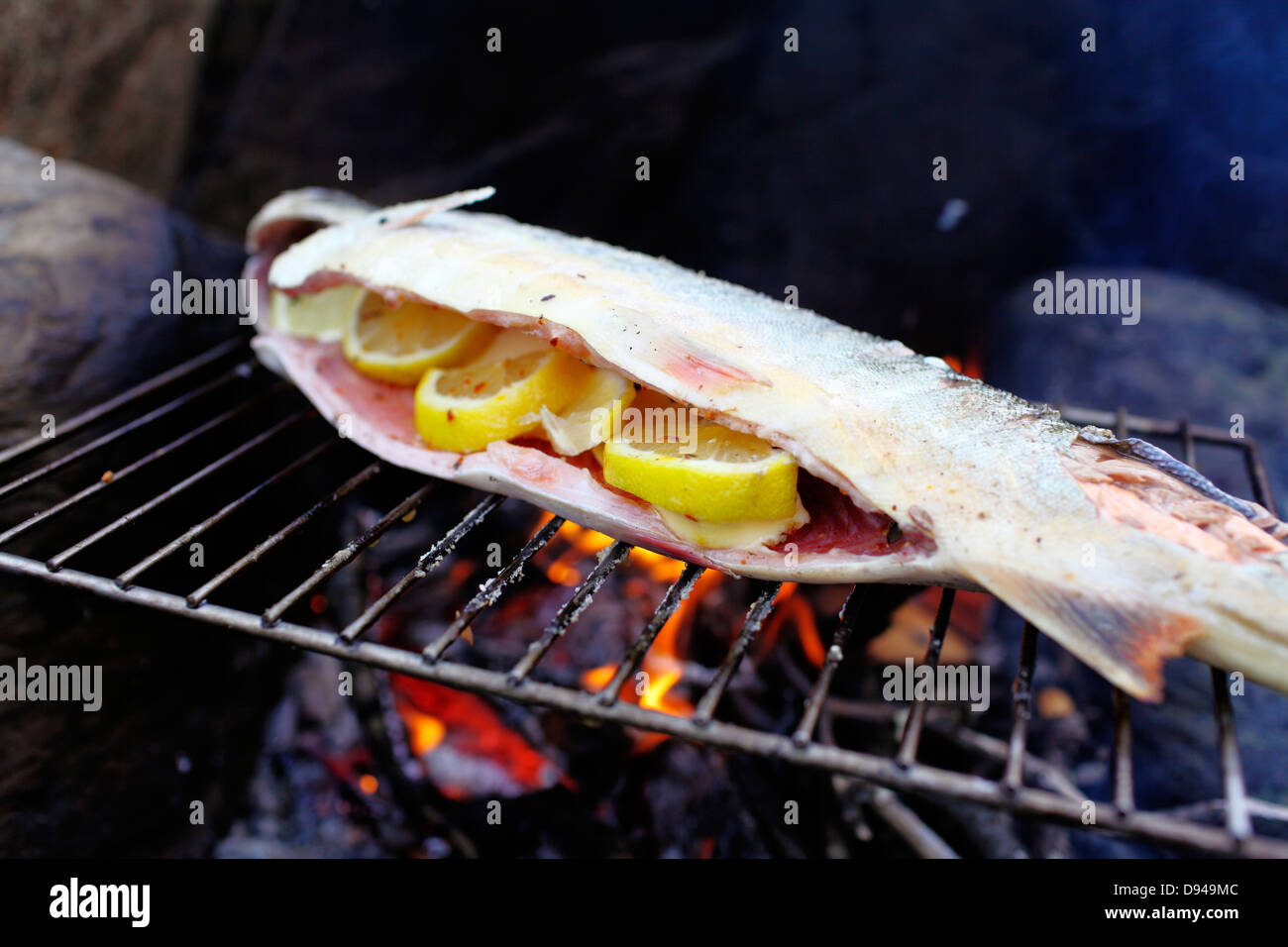 Arctic char grilling above open fire Stock Photo