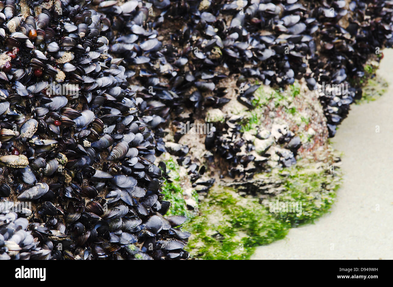 mussels on a rock, really sharp focus and lots of detail Stock Photo