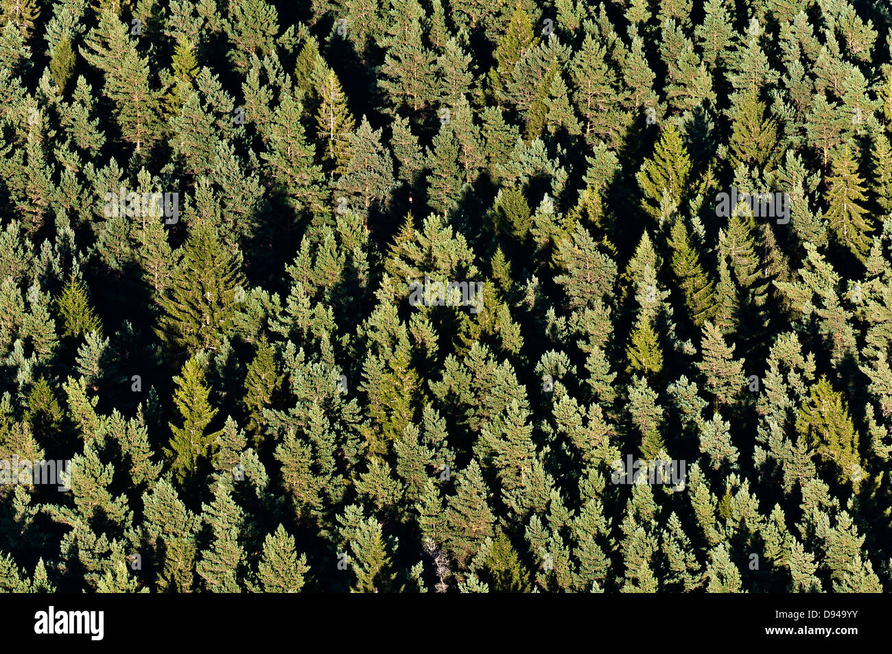 Top aerial view forest full hi-res stock photography and images - Alamy
