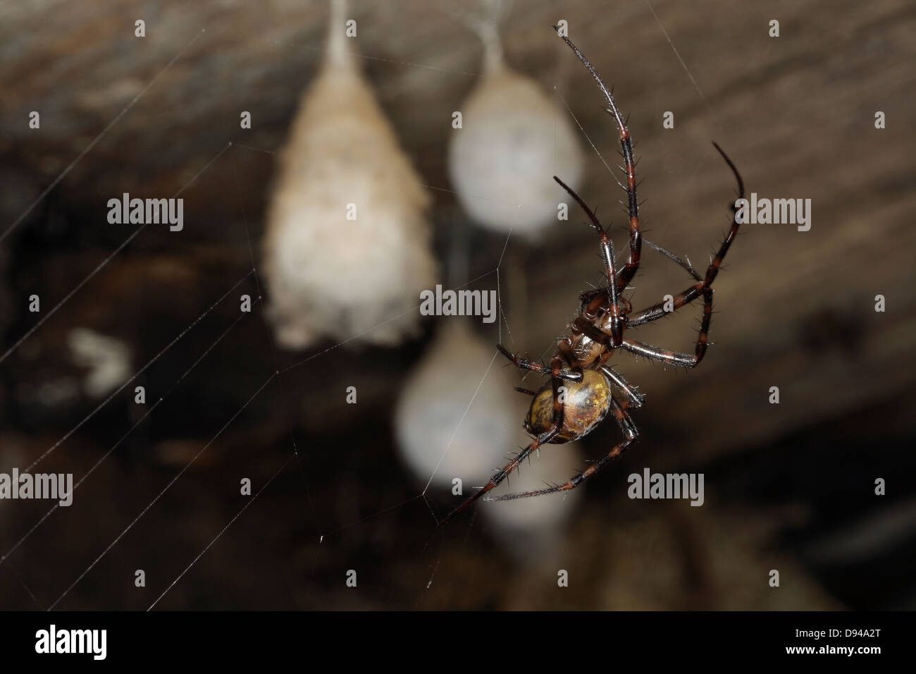 Spider in a basement. Stock Photo