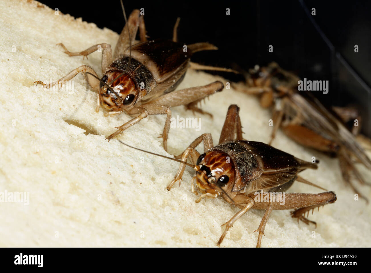 house crickets