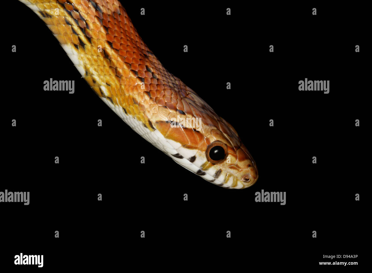 A snake, close-up. Stock Photo