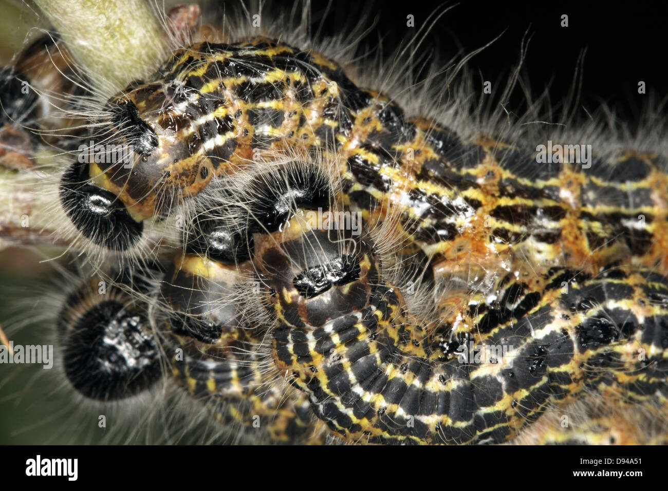 Caterpillars, close-up. Stock Photo
