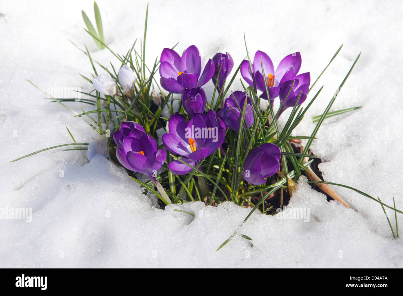 Crocus flowers breaking through snow Stock Photo: 57258862 - Alamy