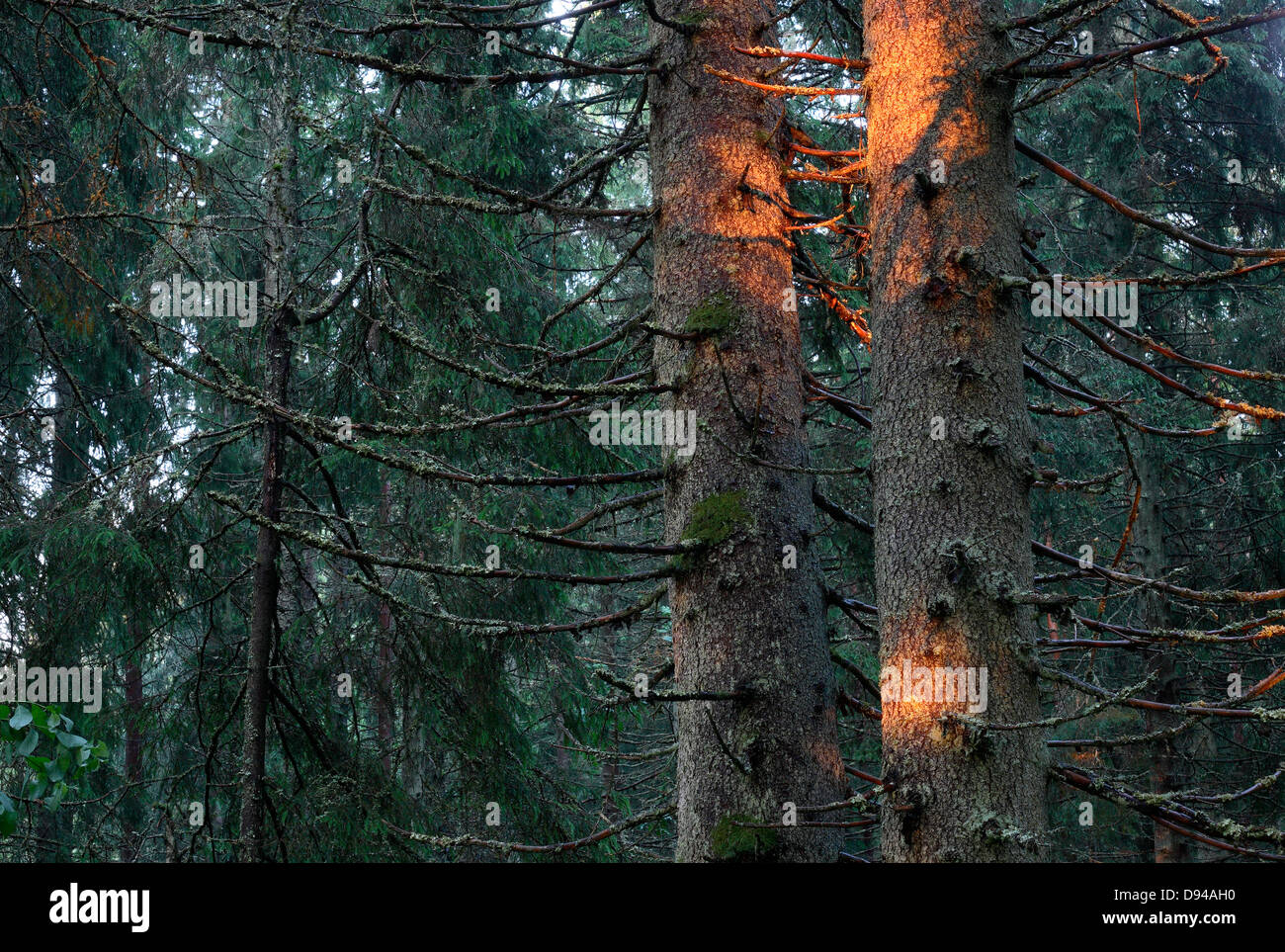 Spruce trees Stock Photo