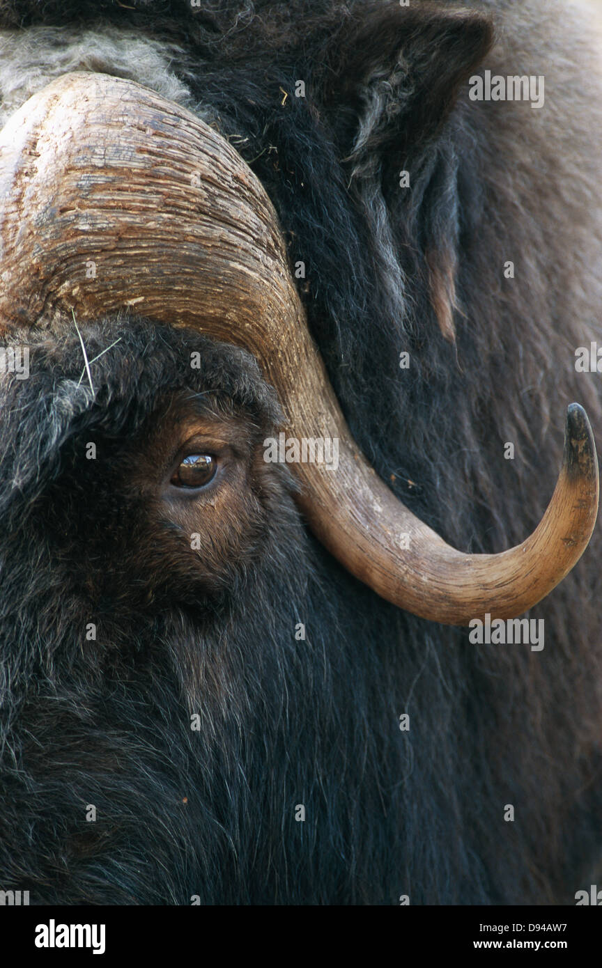 A musk ox, close-up. Stock Photo