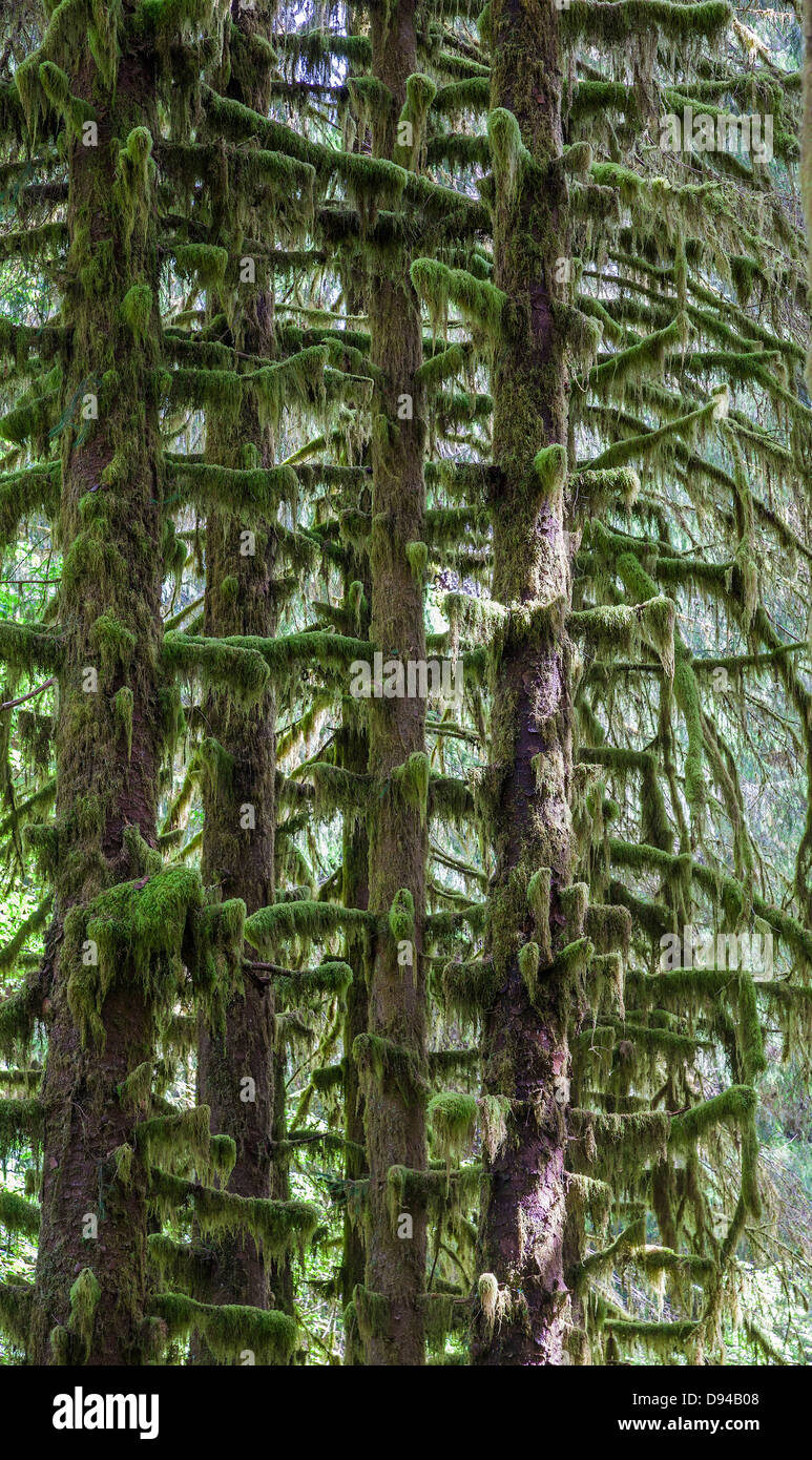 Trees overgrown with fern Stock Photo