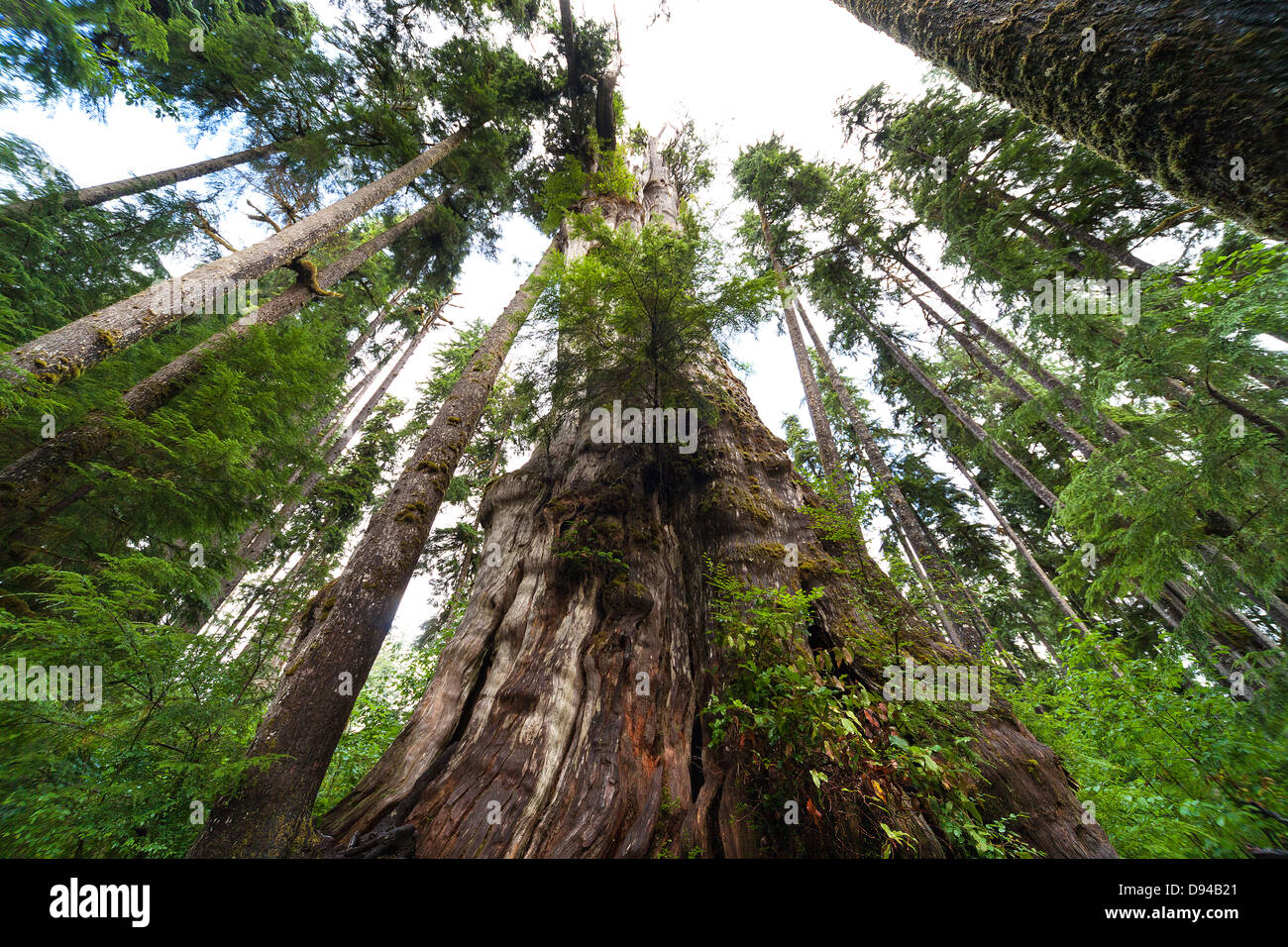 Tall trees in forest Stock Photo