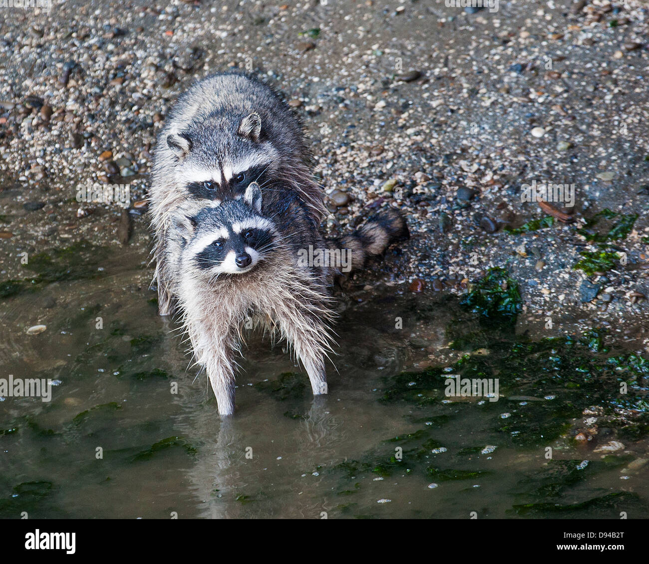 Raccoons mating Stock Photo