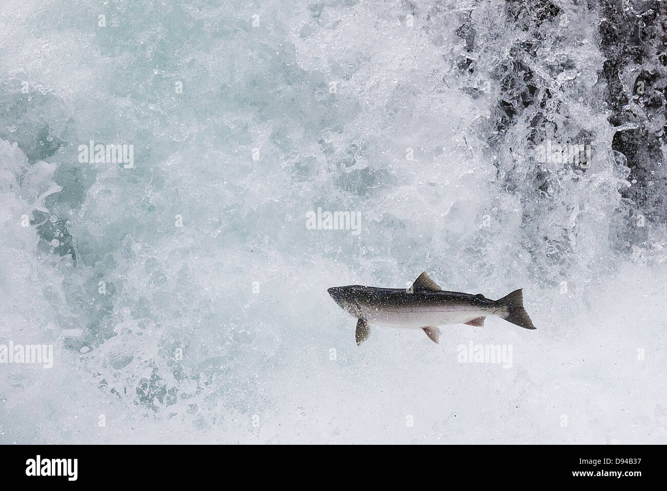 Salmon jumping hires stock photography and images Alamy