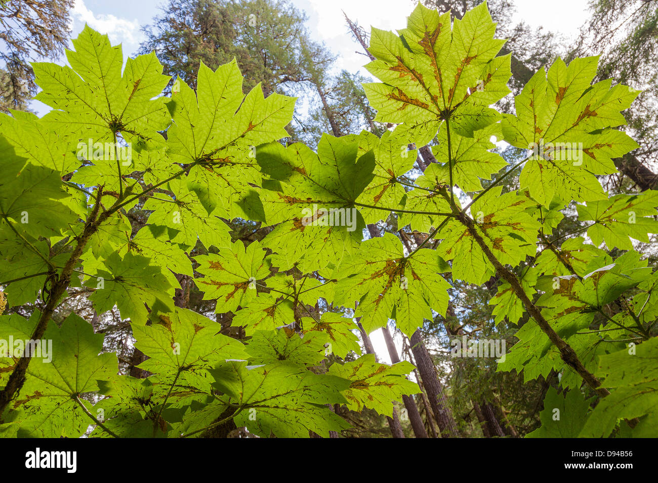 Branch of maple tree with maple-leafs isolated on white background. Black  and white toned image Stock Photo - Alamy