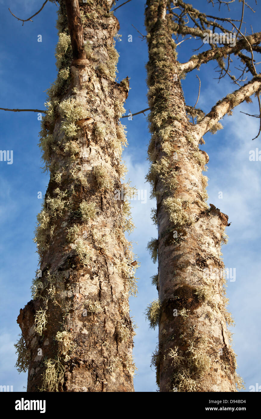 Moss on oak tree Stock Photo Alamy