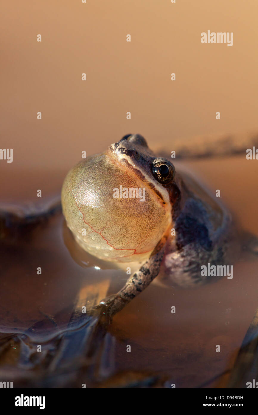 Male frog in mud Stock Photo Alamy
