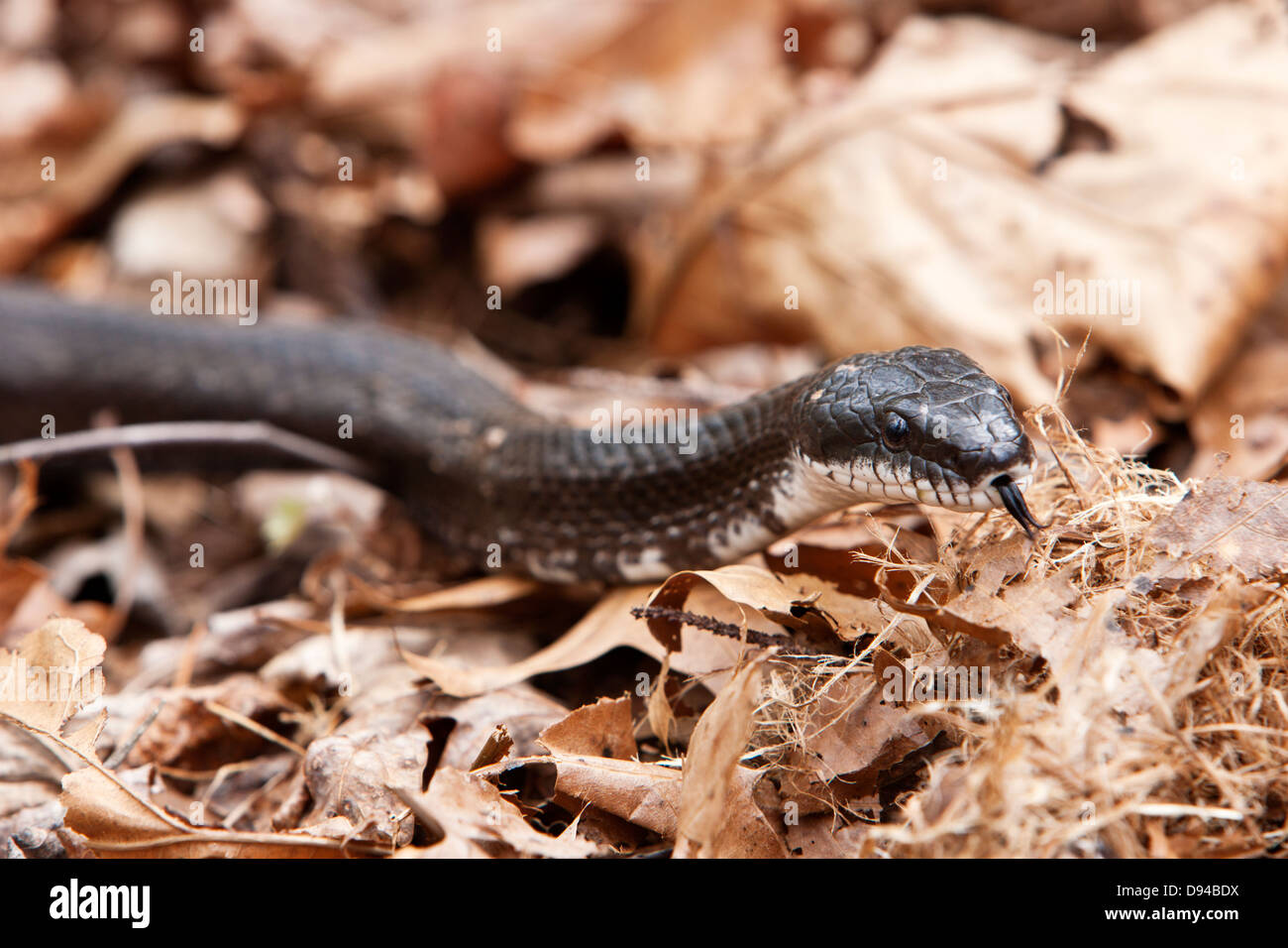 Black rat snake Stock Photo