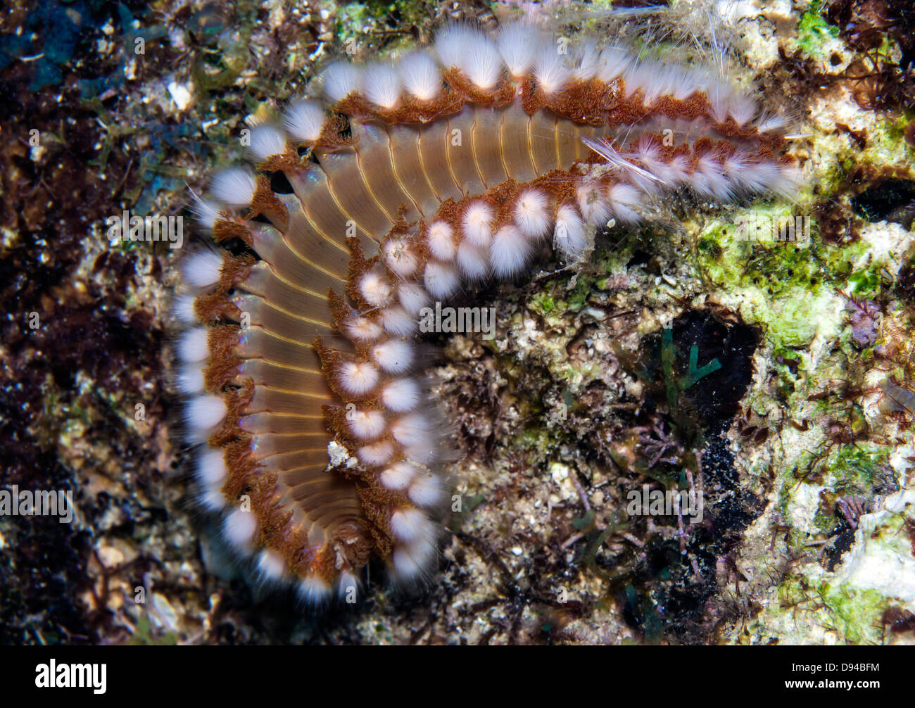 The fireworm Amphinomidae are a group of marine polychaetes Stock Photo