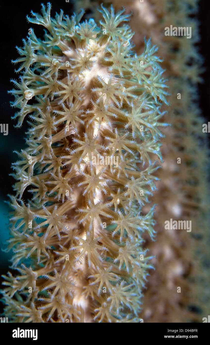 Plexaurella nutans, the giant slit-pore sea rod, is a tall species of soft coral in the family Plexauridae Stock Photo