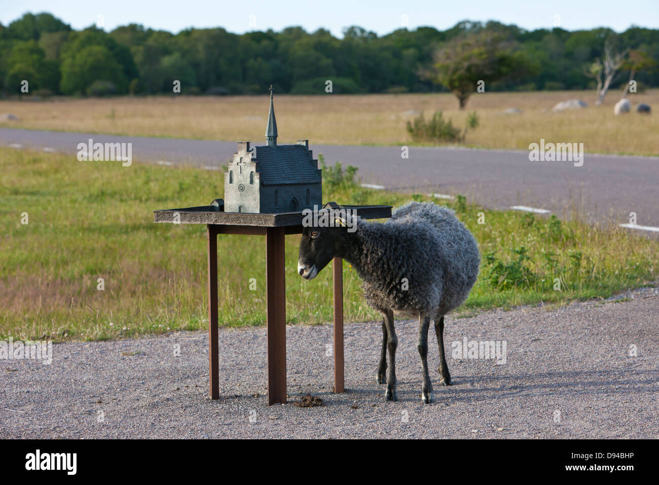 Sheep scratching head by table with model church Stock Photo
