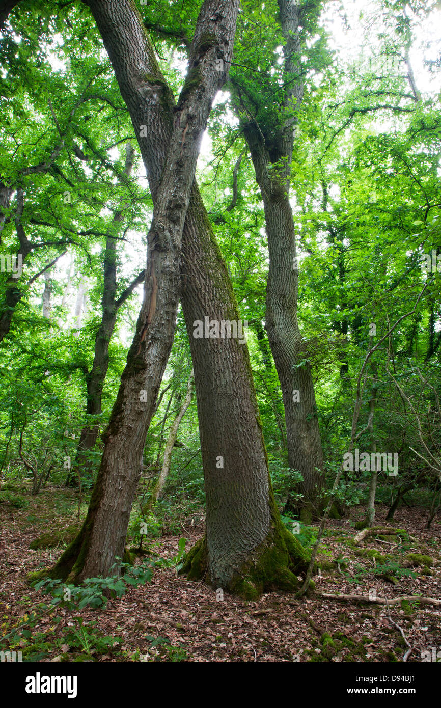 Small-leaved elm trees Stock Photo