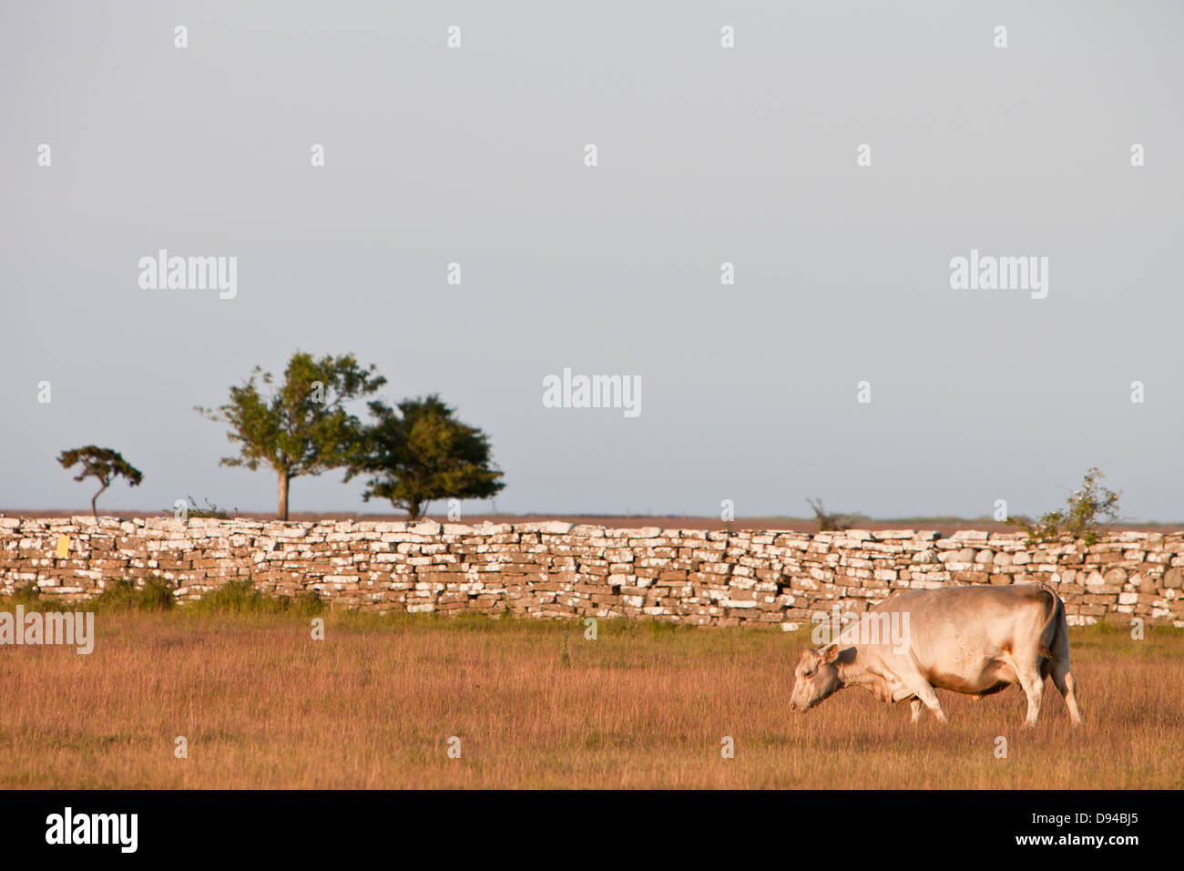 Grazing pasture and cow hi-res stock photography and images - Alamy