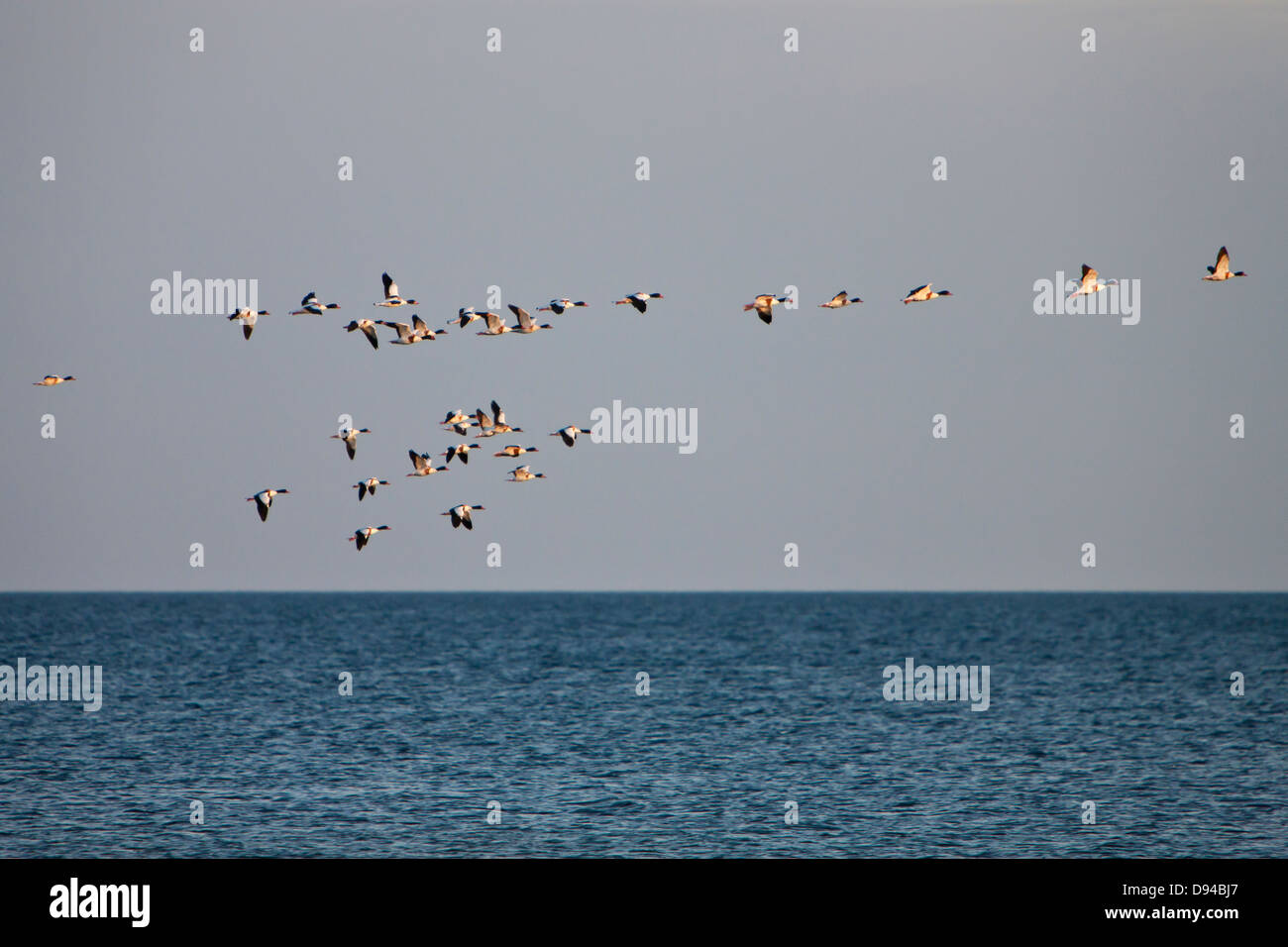 Flock of ducks flying above sea Stock Photo