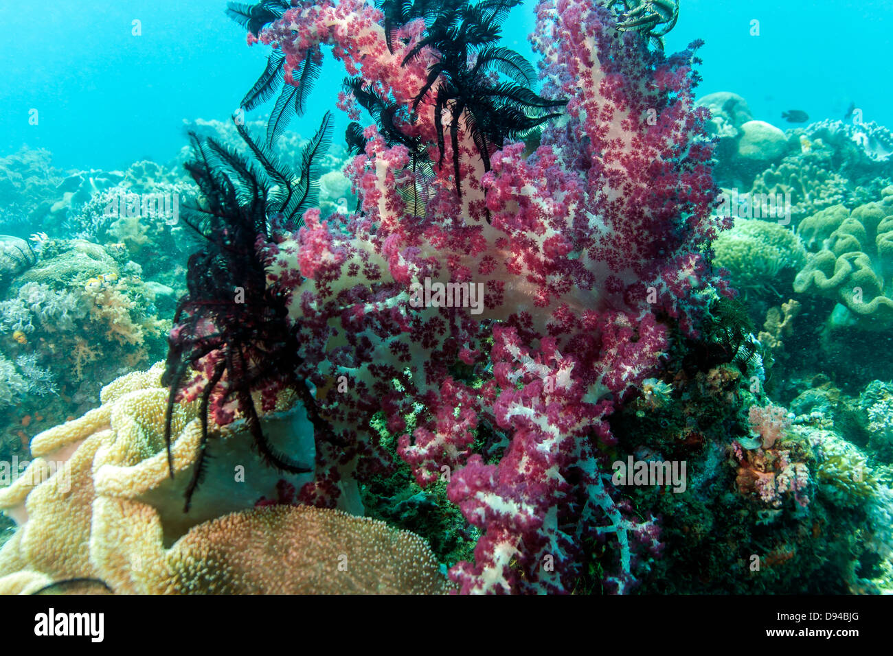 Soft coral with crinoid North Sulawesi, Lembeh Strait Stock Photo