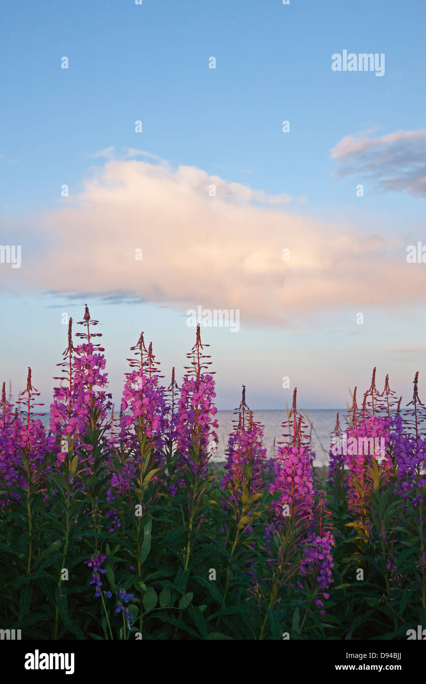 Flowering rosebay at evening Stock Photo - Alamy