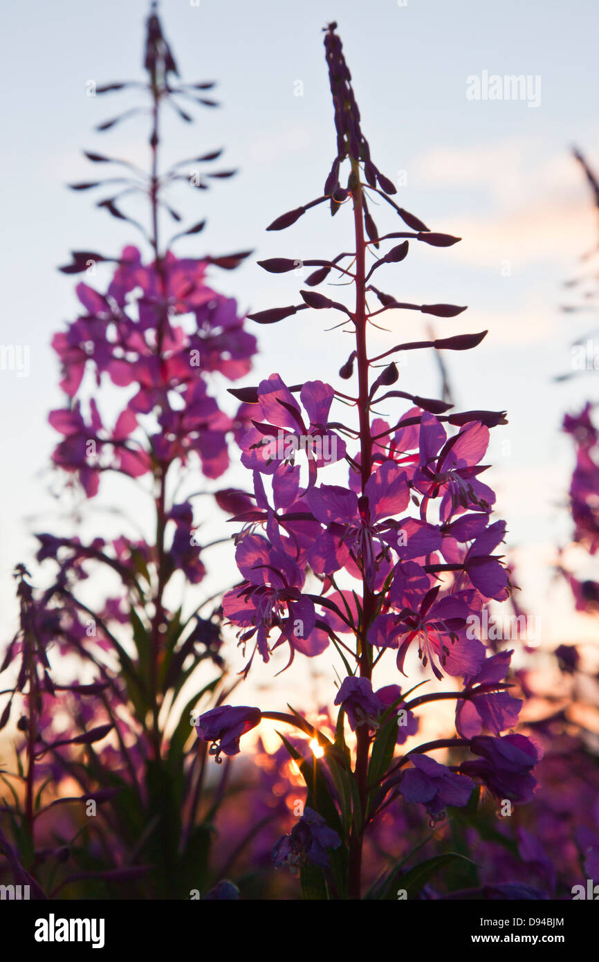 Flowering rosebay, closeup Stock Photo Alamy