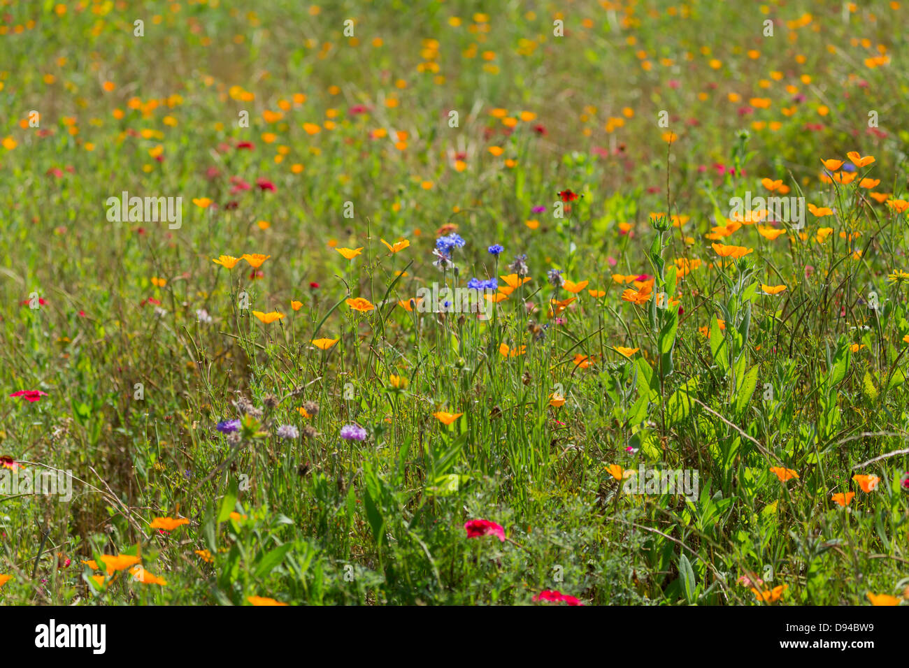 Wildflower meadow in Sea Pines Forest Preserve, Hilton Head Island, South Carolina. Stock Photo