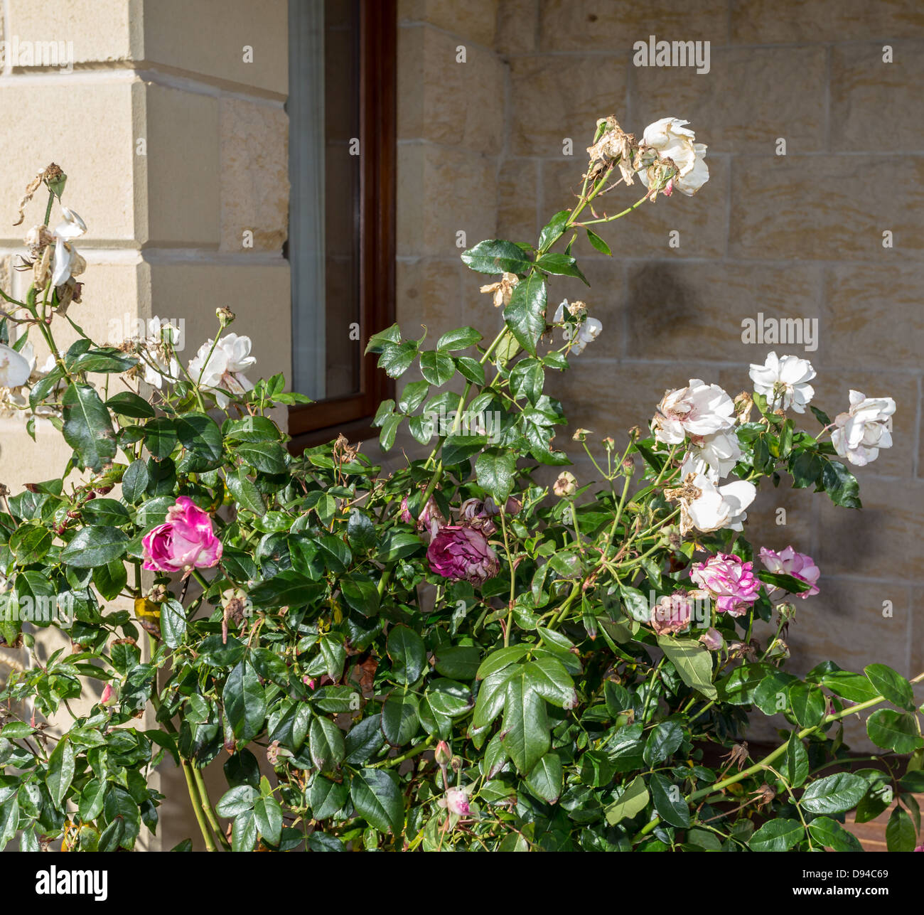 Dead rose bush hires stock photography and images Alamy