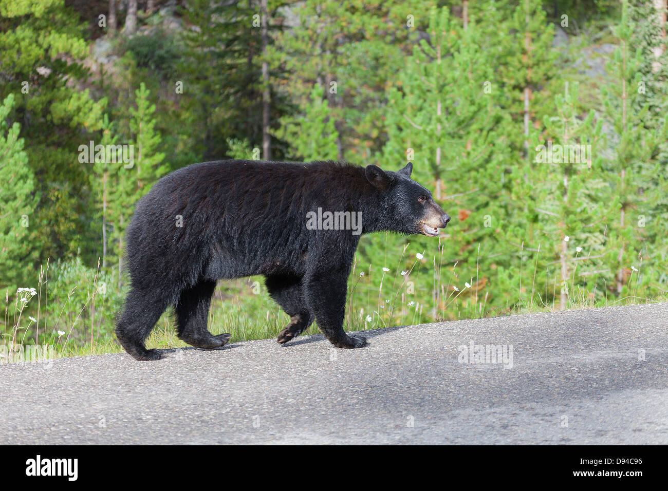 American black bear walking through forest Stock Photo